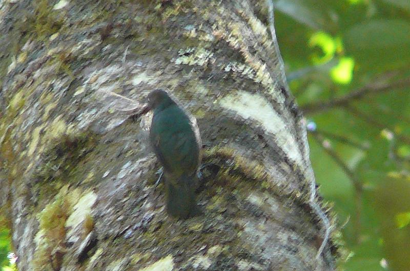 027 Nuthatch Vanga